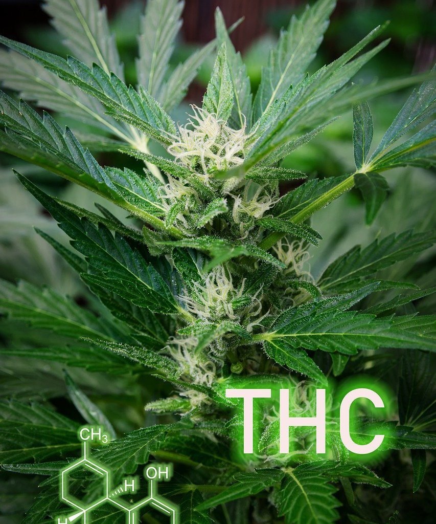 THC dans la fleur de chanvre